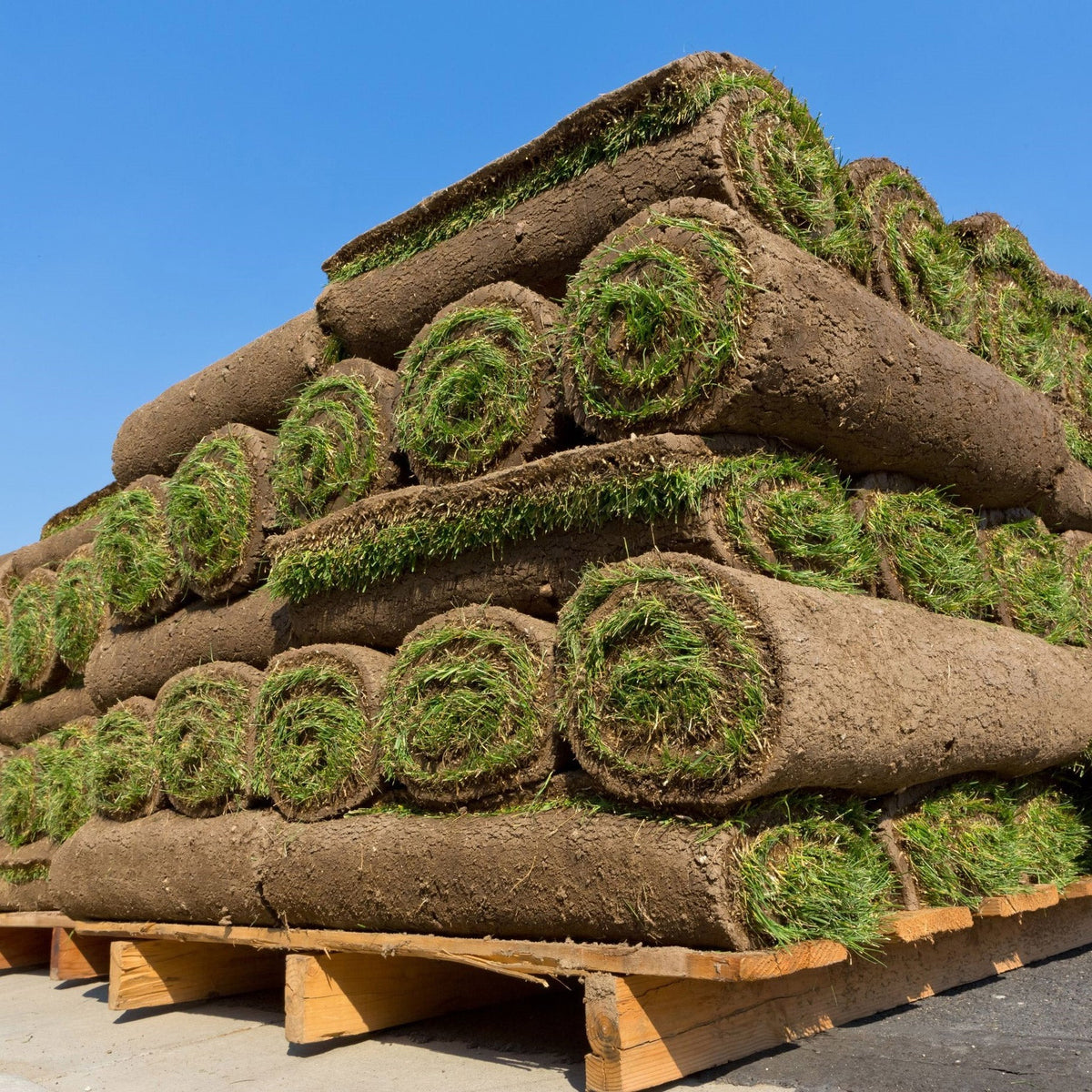 Eastern Canada Turf Sod 500 - 1300 sq. ft.