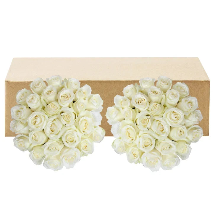 Roses, 48 Stems - White