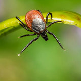 Mosquito Barrier Canada's Premier Mosquito & Tick Repellent 1.89L